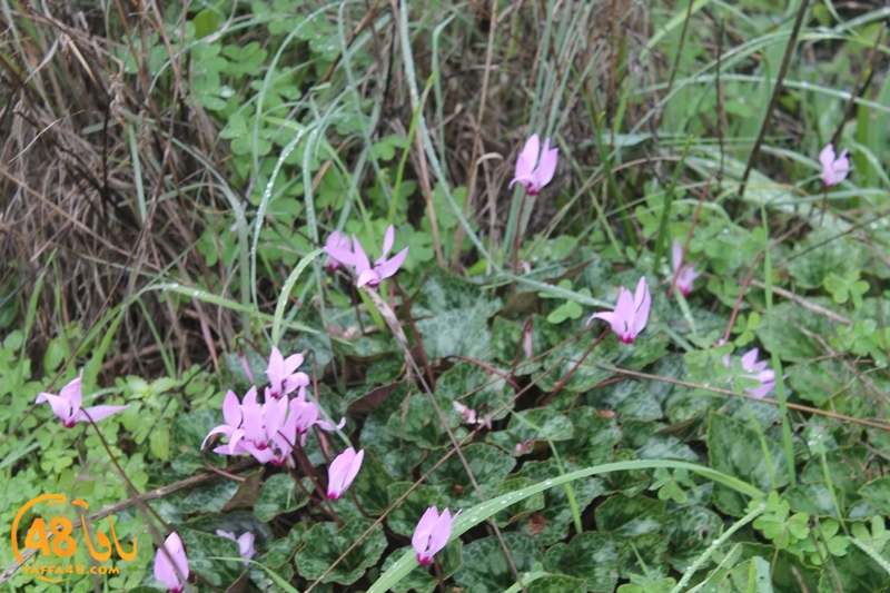 re7la qudas (27).JPG